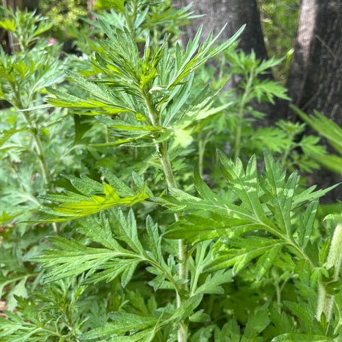 Cleavers Tincture - Lymph Aid