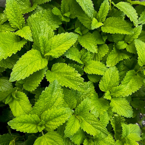 Inner Peace Tincture