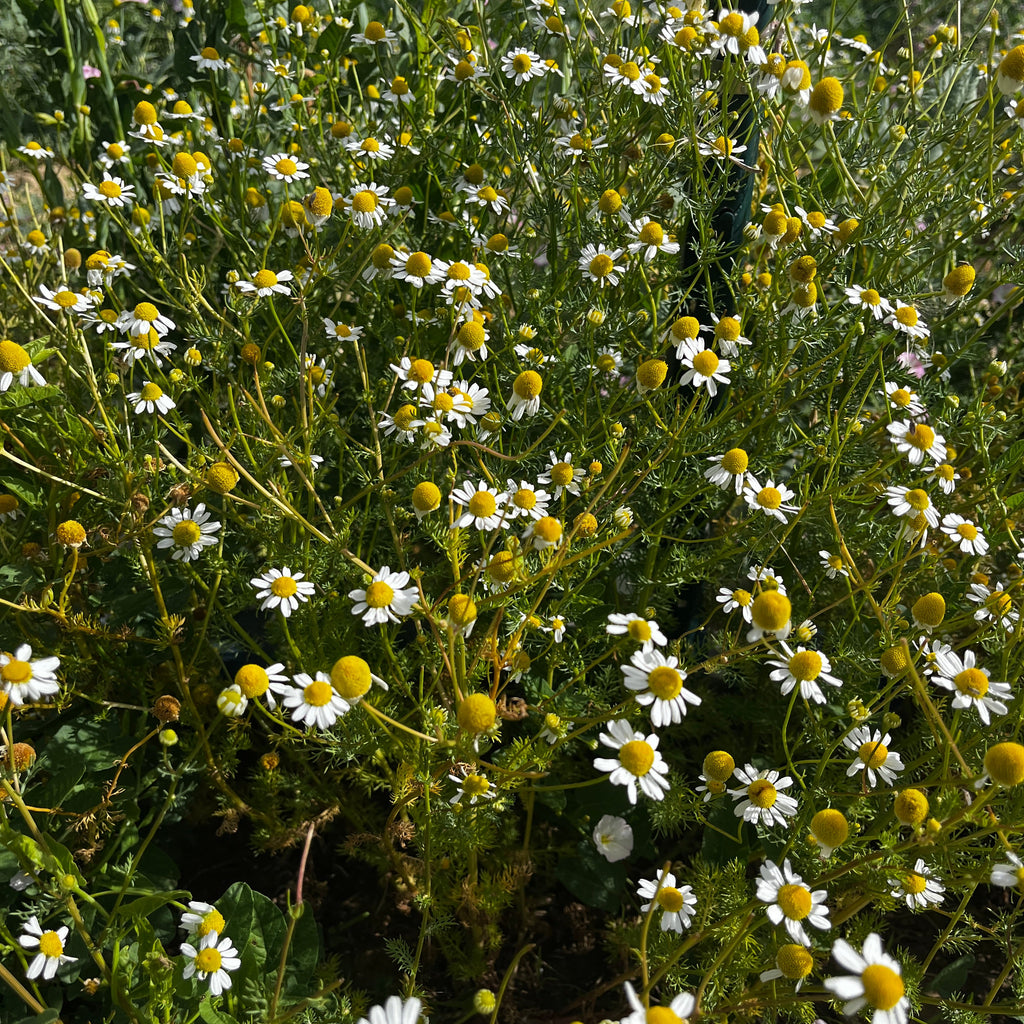 Inner Peace Tincture