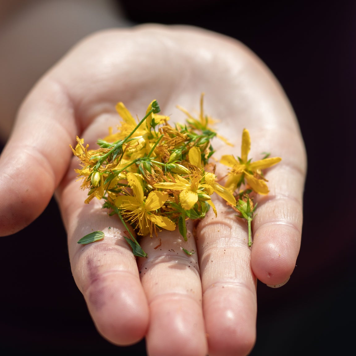 Saint John’s Wort Oil