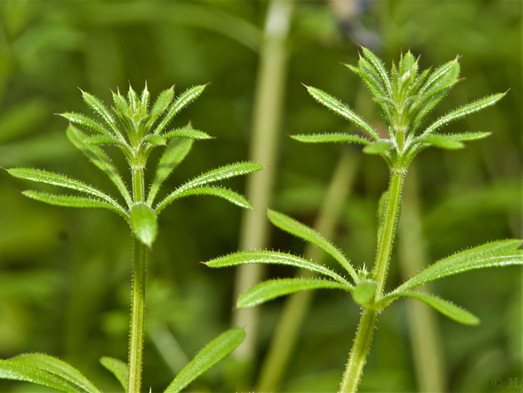 Cleavers Tincture - Lymph Aid